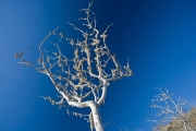 palo-santo-tree.jpg